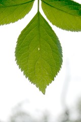 lichtdurchflutete Blätter