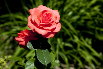Vibrant red rose in summer garden