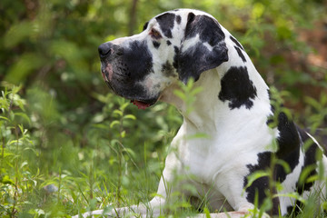 portrait de profil d'un dogue allemand © CallallooFred