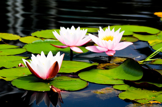 Lotus Blume. Zarte Sch&ouml;nheit