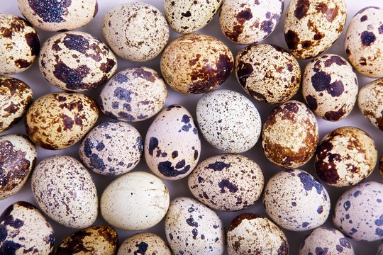background with lots of guail eggs