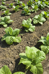 tobacco plant
