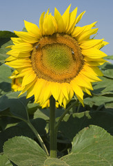 sunflower in hungary