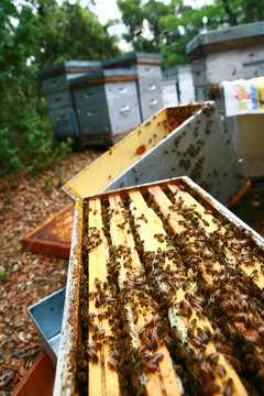 abeille sur ruche
