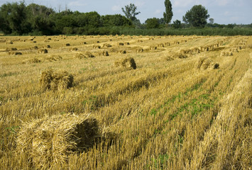 square hay bales in a field