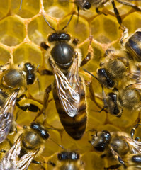 A bee uterus is the hostess of family