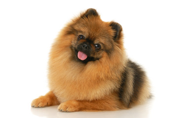 German Spitz dog on white background