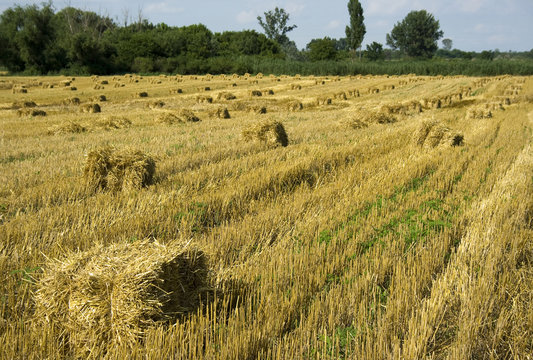 Square Hay Bales In A Field