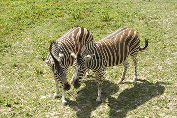 Fototapeta na wymiar Two zebras standing in grass land