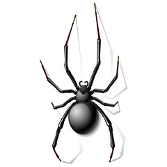 Black widow spider. Vector.