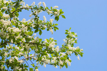 Blossoming bird cherry in the spring