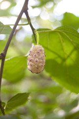 White mulberrys