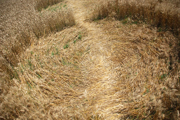 crop circle in Poirino (Turin, Italy)  from the ground