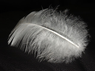 White feather on black leather