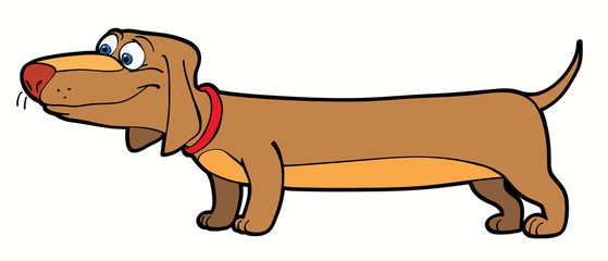 dachshund