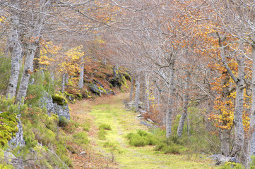 natural forest park in autumn Moncayo