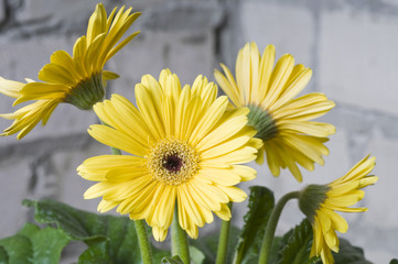 Yellow daisy