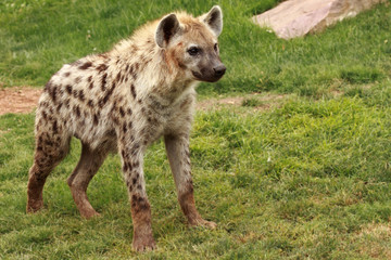 Hyena