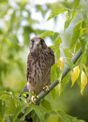 falcon on the tree