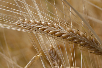 Wheat