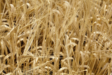 Wheat