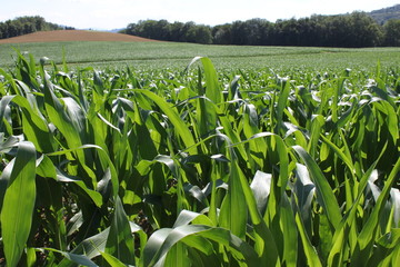 champs de maïs 2