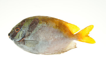 Fish, Yellow Tail On White background