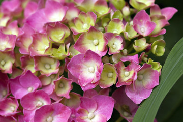 Flowers of hydrangea