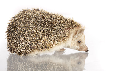 Obraz premium hedgehog