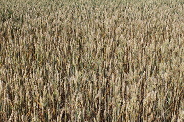 champs de bl&eacute;