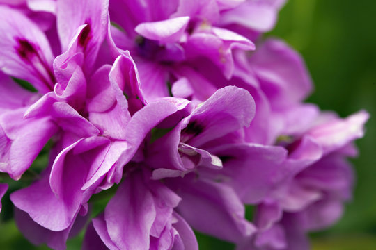 Abstract of fiolet petals - depth of field