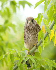 falcon