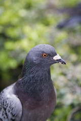 Fototapeta premium Pigeon Portrait