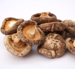 Shiitake Pilze