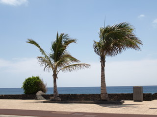 Palmen auf Lanzarote
