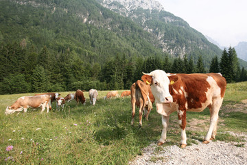 Fototapeta na wymiar Herd of grazing cows