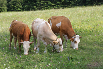 Fototapeta na wymiar Three grazing cows