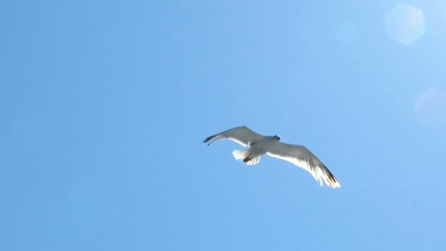 volo di gabbiano