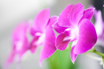 Fototapeta na wymiar Beautiful miniature orchids on outdoor setting