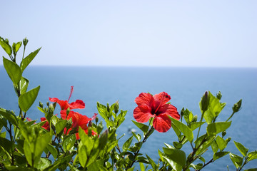 Flowers of hibiscus on the backround of the sea
