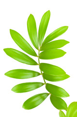 Fresh green leaves isolated on white