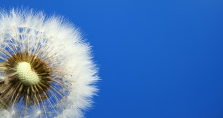 Pusteblume