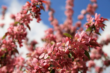 red spring flower