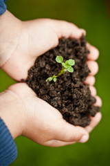 Hand holding a fresh young plant. Symbol of new life and environ