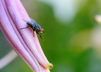 Fly On Flower