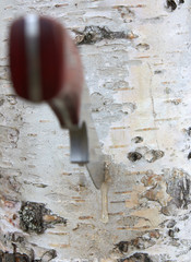 Wounded birch.