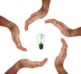 light with a small  sprout