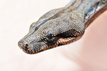Babyboa