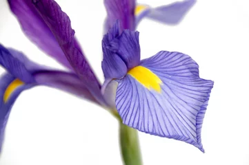 Crédence de cuisine en verre imprimé Iris Iris