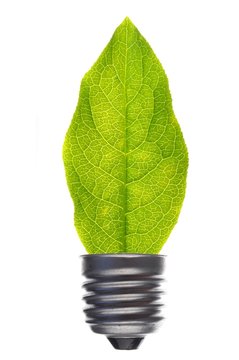 bilb an leaf